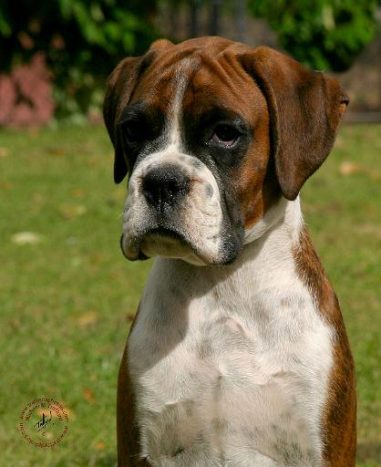 Boxer 9Y049D-033.JPG